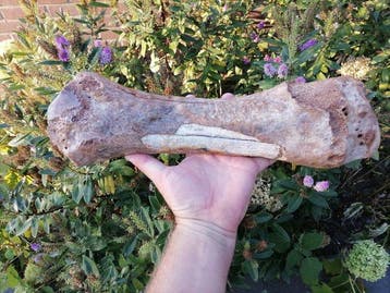 Wolharige neushoorn - Fossiel bot - Coelodonta antiquitatis