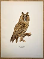 Von Wright brothers & Bror Halberg - Long-eared owl, Nieuw