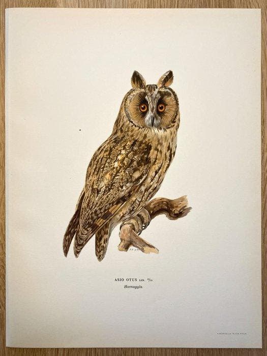 Von Wright brothers & Bror Halberg - Long-eared owl, Verzamelen, Dierenverzamelingen