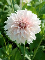 Dahlia Café au Lait (crème, Dahlia’s kopen?), Tuin en Terras, Ophalen of Verzenden