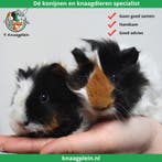 Gecastreerde cavias - Beste combinatie - Erg rustig - Tam, Mannelijk, Cavia, Tam