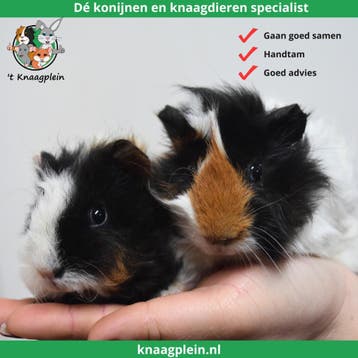 Gecastreerde cavias - Beste combinatie - Erg rustig - Tam, Dieren en Toebehoren, Knaagdieren, Mannelijk, Cavia, Tam