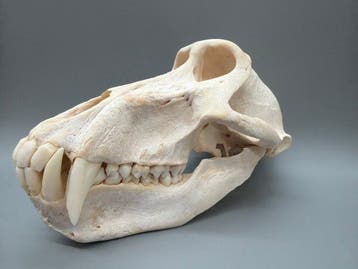 Aap Schedel - Papio Ursinus - 12 cm - 12 cm - 21 cm- CITES, Nieuw