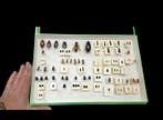 French antique Beetles ex BEON Yvonne collection - circa, Nieuw