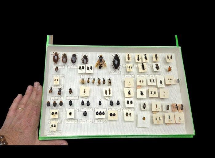 French antique Beetles ex BEON Yvonne collection - circa, Verzamelen, Dierenverzamelingen