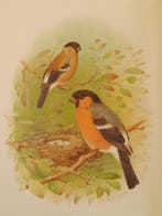 Butler/Grönvold/Frohawk - A.G. Butler-Birds of Great Britain, Antiek en Kunst