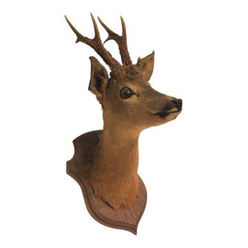 Ree Taxidermie wandmontage - Capreolus capreolus - 55 cm -