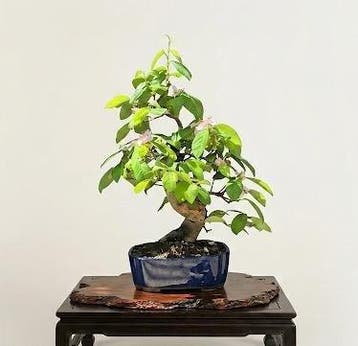 Bonsai van Chaenomeles - Hoogte (boom): 45 cm - Diepte