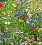 Plukbloemen mengsel Meerjarig Butterfly & Bumble Bee 35, Ophalen of Verzenden, Nieuw