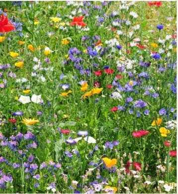 Plukbloemen mengsel Meerjarig Butterfly & Bumble Bee 35, Ophalen of Verzenden, Nieuw
