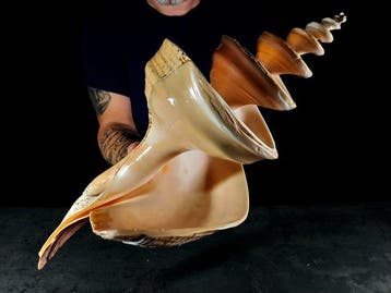 enorme tromba marina Taxidermie volledige montage - Syrinx, Nieuw