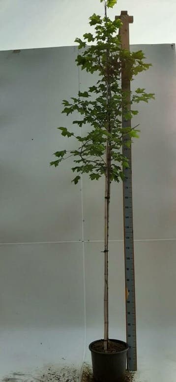 Acer platanoides Emerald Queen hoogstam 16/18