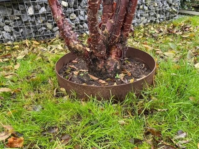 Cortenstaal Boomringen - Boomranden - Nu 20% korting!, Tuin en Terras, Bielzen en Borders, Nieuw, Ophalen of Verzenden