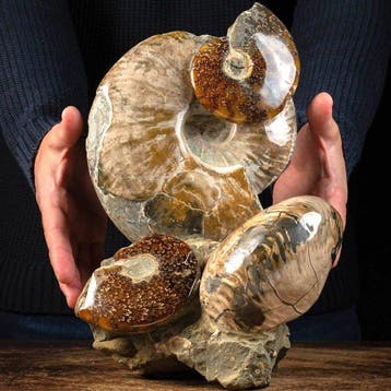 Albian Fossil Group - Ammonieten op originele matrix -