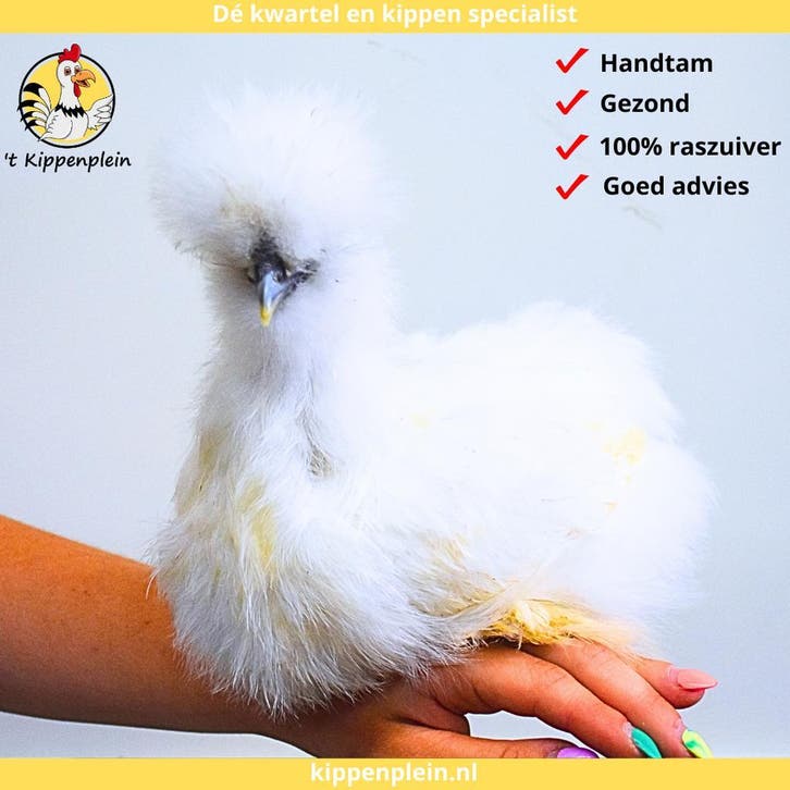 Kopieer - Tamme, Mooie Zijdehoenders te koop!, Dieren en Toebehoren, Pluimvee, Kip, Meerdere dieren