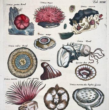 Matthäus Merian (b.1593) Hand coloured folio: Sea Urchins,
