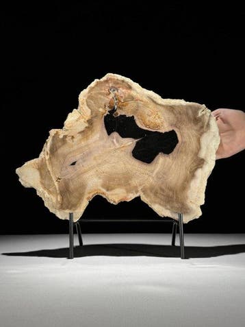 Prachtige snede van versteend hout op een op maat gemaakte