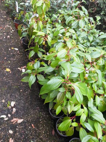 Viburnum cinnamomifolium , sneeuwbal bladhoudend, Ophalen of Verzenden, Overige soorten, Struik