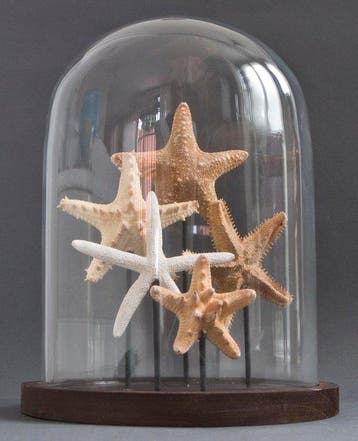 Zeester Taxidermie volledige montage - Asteroidea sp. - 31, Nieuw