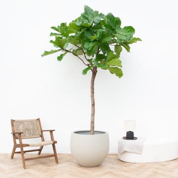 Green Bubble - Ficus Lyrata XXXL - 230cm - Ø40 - 45 cm, Huis en Inrichting, Kamerplanten, Ophalen of Verzenden