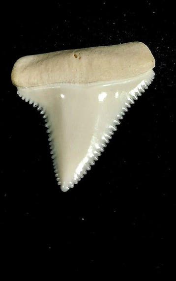 Witte haai Taxidermie volledige montage - Carcharodon, Nieuw