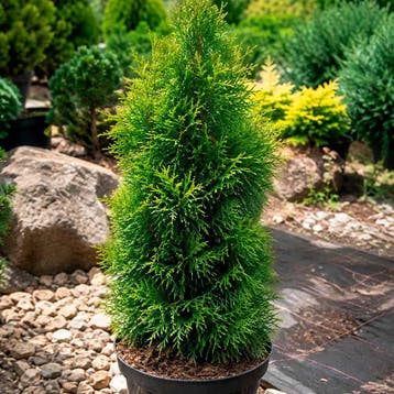 Thuja occidentalis `Smaragd` container (P15) Coniferen, Verzenden, Conifeer, Struik