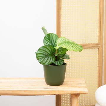 Green Bubble - Calathea Orbifolia - 40cm - Ø14 cm, Ophalen of Verzenden