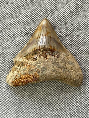 Megalodon-tand 6,9 cm - Fossiele tand - Carcharocles