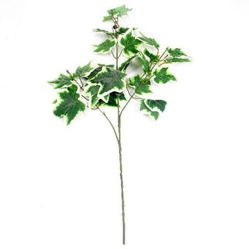 Hedera Bonte Klimop Tak Zijdenbloem groot ca. 60 cm, Ophalen of Verzenden, Nieuw