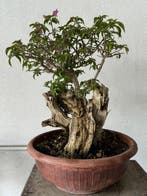 Bougainvillea bonsai (Bougainvillea glabra) - Hoogte (boom):, Antiek en Kunst