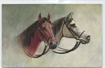 Paarden - Inclusief Glamour, Jacht, Humor en Franse, Gelopen
