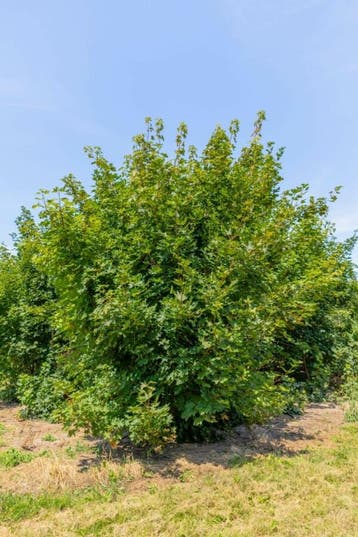 Acer platanoides meerstammig 350-400