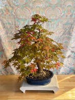 Japanese maple bonsai (Acer palmatum) - Hoogte (boom): 60 cm, Antiek en Kunst