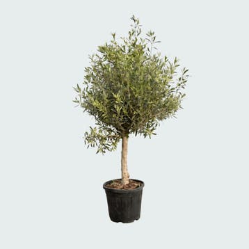 Green Bubble - Olive tree Olea Lorc - 180 cm - Ø50cm, Ophalen of Verzenden