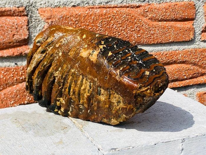 Wolharige mammoet - Fossiele kies - Mammuthus primigenius -, Verzamelen, Mineralen en Fossielen