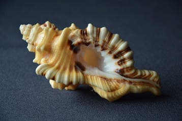 Zeeslak Zeeschelp - S-395 CYMATIUM LOTORIUM (Zonder, Nieuw