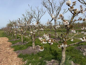 Volwassen Kersen Bomen Regina, Karina en Kordia ca. 20 jaar, 100 tot 250 cm