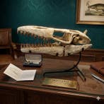 Mosasaurus - Fossiele schedel - Mosasaurus sp. - 32 cm - 43