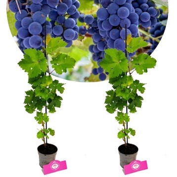 Vitis vinifera Cabernet Cortis + Pot 9cm 2 s, Verzenden, Halfschaduw