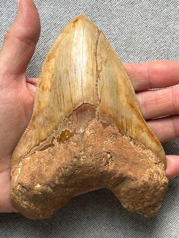 Enorme Megalodon-tand 14,2 cm - Fossiele tand - Carcharocles