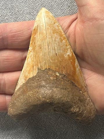 Megalodon-tand 10,5 cm - Fossiele tand - Carcharocles