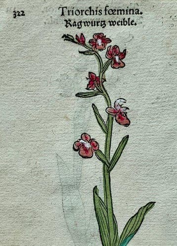 Leonhart Fuchs - Primi de stirpium historia commentariorum