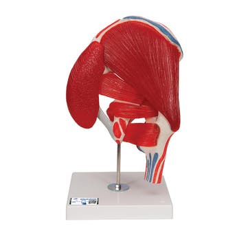 Anatomie model heup met spieren, Nieuw
