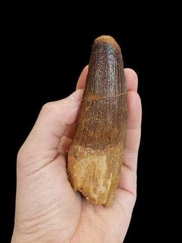 Dinosaurus - Fossiele tand - Spinosauro - 12 cm - 4 cm, Verzamelen, Mineralen en Fossielen