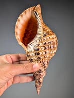 Tritons Trompet Zeeslak Schelp Skelet - Charonia tritonis -, Nieuw
