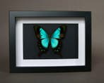 Vlinder Taxidermie volledige montage - Papilio albertisi -, Antiek en Kunst, Curiosa en Brocante