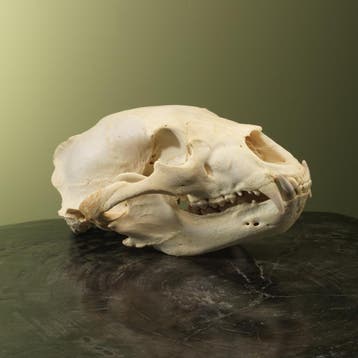 Zwarte Beer Schedel Taxidermie Opgezette Dieren By Max, Verzamelen, Ophalen of Verzenden, Nieuw, Wild dier, Opgezet dier