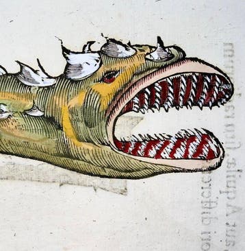 Aldrovandi; Fish, Spiky Eel, Serpentine Creature - hand