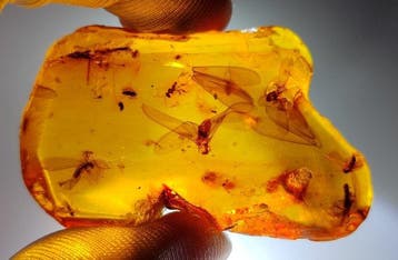 FOSSlL-AMAZING!! Dominicaans amber- 19.17 g