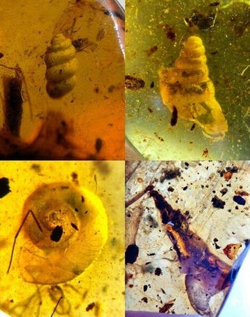 Amber - Barnsteen - High-Diversity Gastropod Assemblage